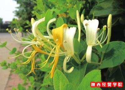 金银花改名引发官员实名举报 药典委称司法解决