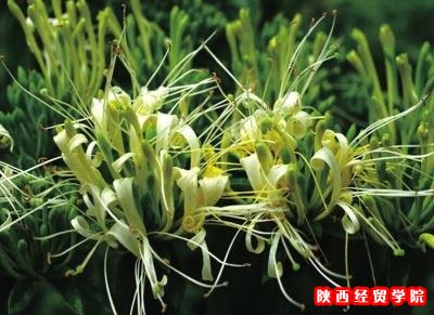 金银花改名引发官员实名举报 药典委称司法解决